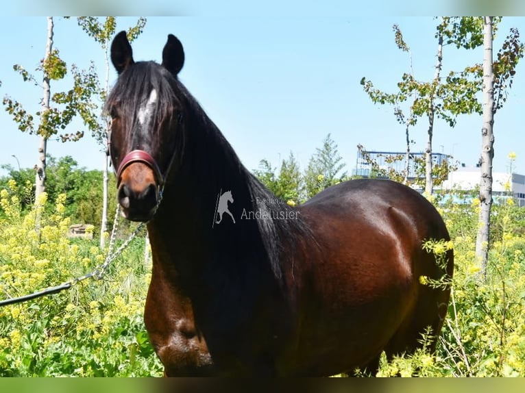 Andalusier Wallach 5 Jahre 151 cm Dunkelbrauner in Provinz Granada