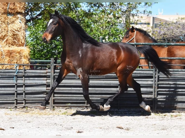 Andalusier Wallach 5 Jahre 151 cm Dunkelbrauner in Provinz Granada