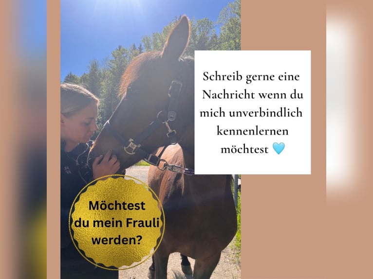Andalusier Mix Wallach 5 Jahre 152 cm Brauner in Stra&#xDF;walchen