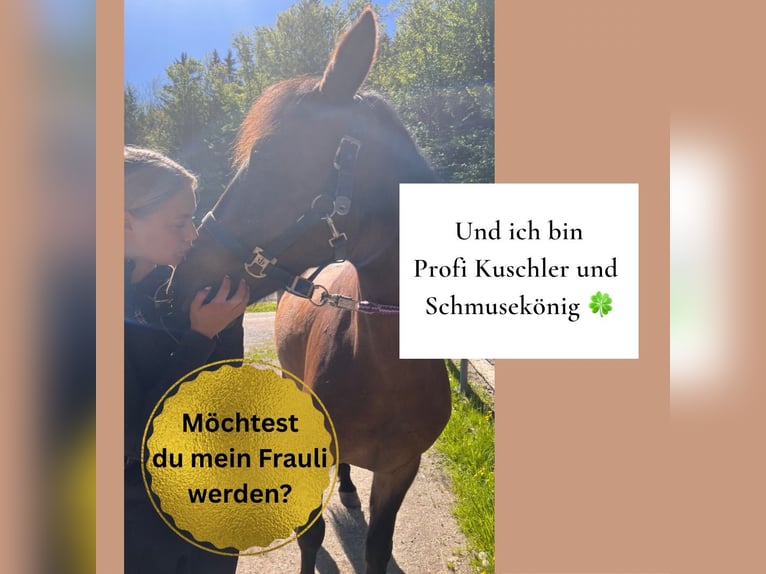 Andalusier Mix Wallach 5 Jahre 152 cm Brauner in Stra&#xDF;walchen