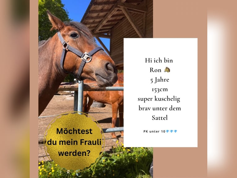 Andalusier Mix Wallach 5 Jahre 152 cm Brauner in Stra&#xDF;walchen