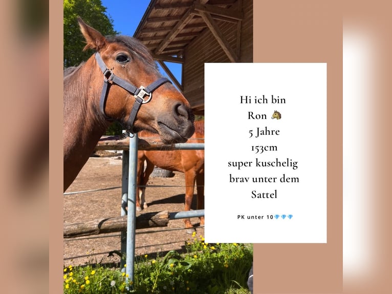 Andalusier Mix Wallach 5 Jahre 152 cm Brauner in Stra&#xDF;walchen
