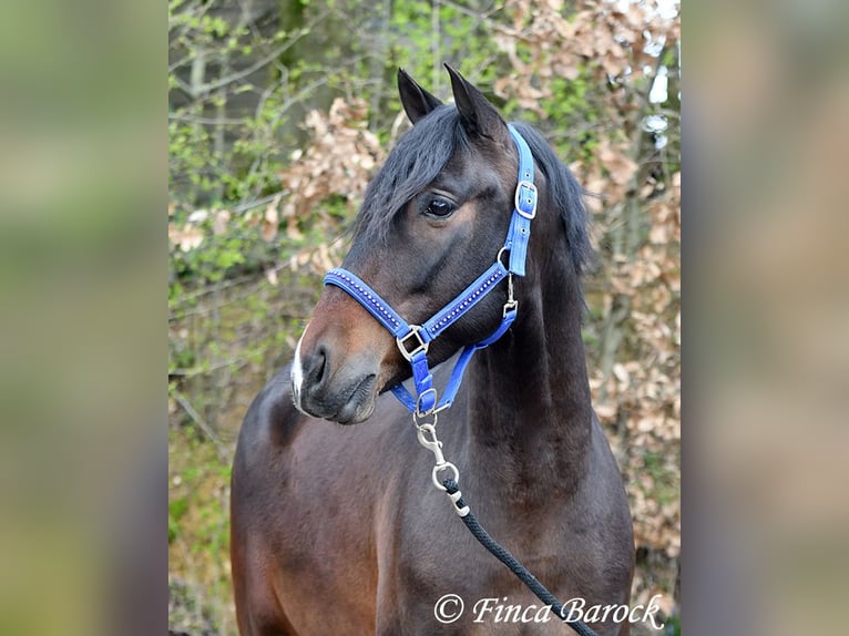 Andalusier Wallach 5 Jahre 153 cm Brauner in Wiebelsheim