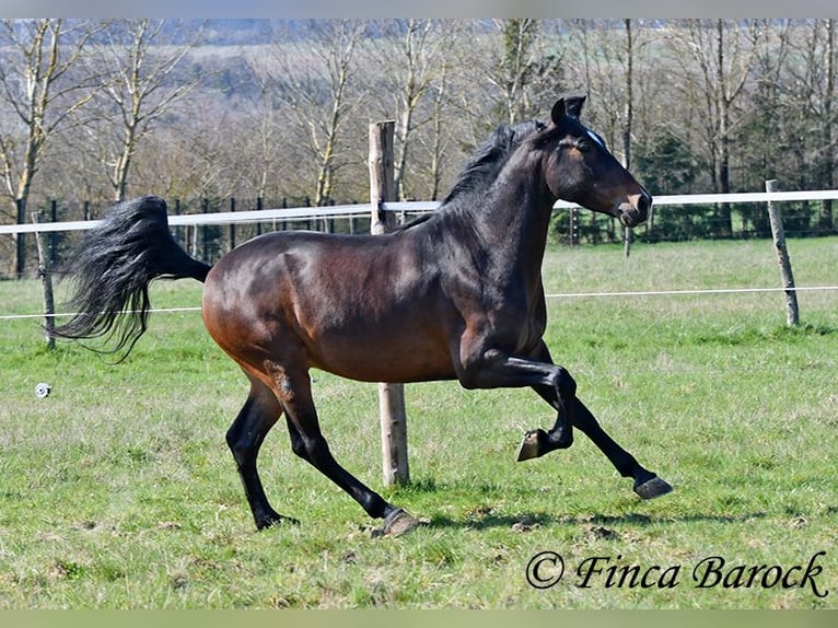 Andalusier Wallach 5 Jahre 153 cm Brauner in Wiebelsheim