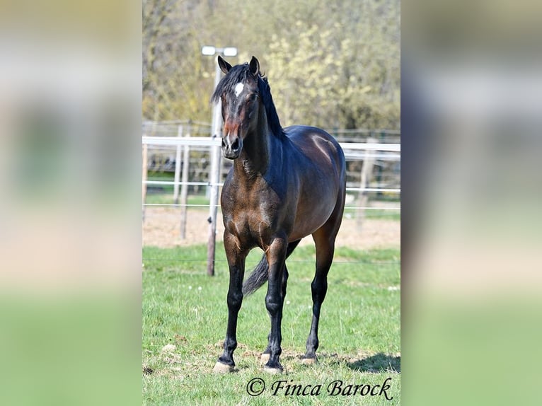 Andalusier Wallach 5 Jahre 153 cm Brauner in Wiebelsheim