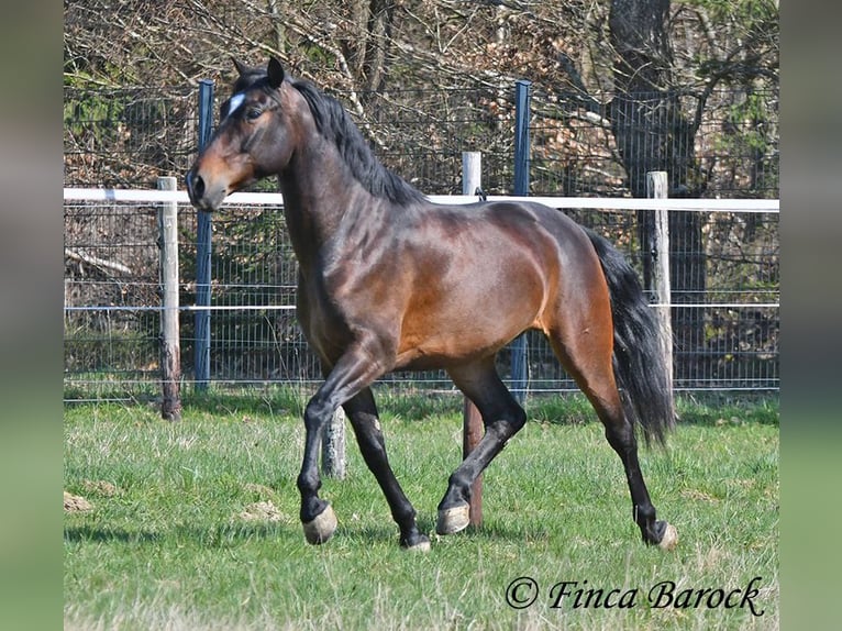 Andalusier Wallach 5 Jahre 153 cm Brauner in Wiebelsheim