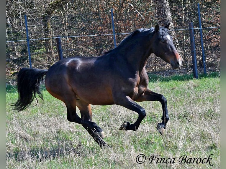 Andalusier Wallach 5 Jahre 153 cm Brauner in Wiebelsheim