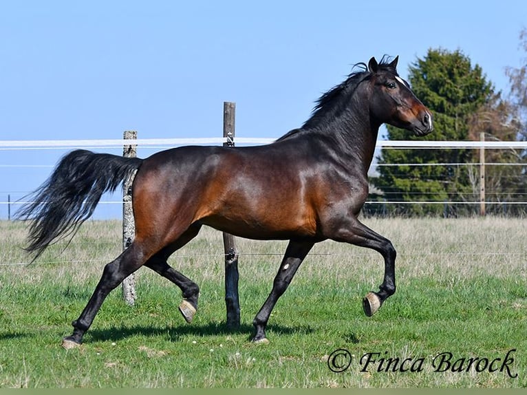 Andalusier Wallach 5 Jahre 153 cm Brauner in Wiebelsheim
