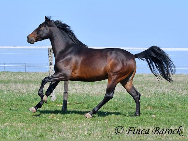 Andalusier Wallach 5 Jahre 153 cm Brauner in Wiebelsheim