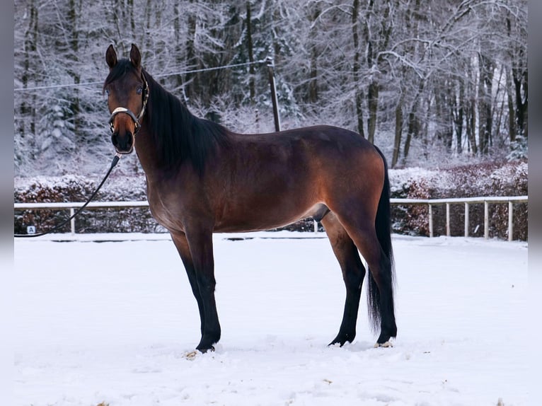 Andalusier Wallach 5 Jahre 153 cm Brauner in Neustadt (Wied)