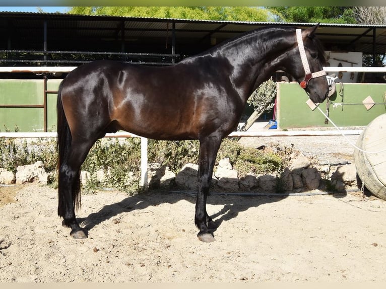 Andalusier Wallach 5 Jahre 153 cm Rappe in Provinz Malaga