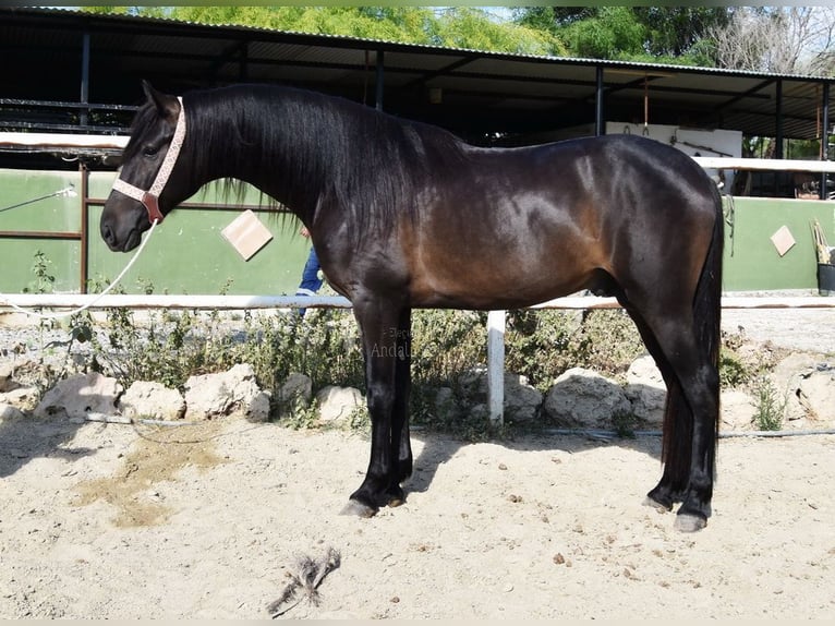 Andalusier Wallach 5 Jahre 153 cm Rappe in Provinz Malaga