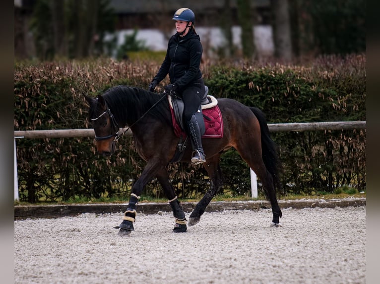 Andalusier Wallach 5 Jahre 154 cm Dunkelbrauner in Neustadt (Wied)