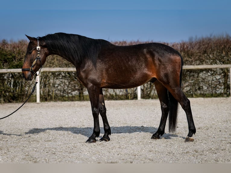 Andalusier Wallach 5 Jahre 154 cm Dunkelbrauner in Neustadt (Wied)