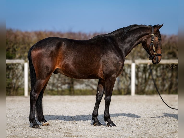 Andalusier Wallach 5 Jahre 154 cm Dunkelbrauner in Neustadt (Wied)