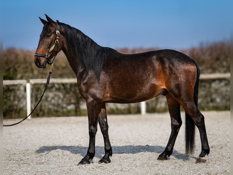 Andalusier Wallach 5 Jahre 154 cm Dunkelbrauner in Neustadt (Wied)