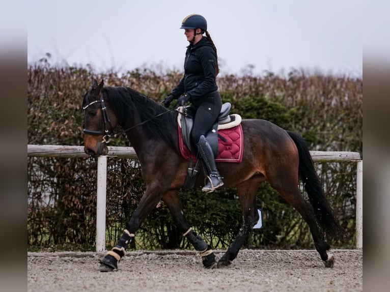 Andalusier Wallach 5 Jahre 154 cm Dunkelbrauner in Neustadt (Wied)