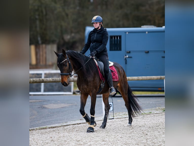 Andalusier Wallach 5 Jahre 154 cm Dunkelbrauner in Neustadt (Wied)