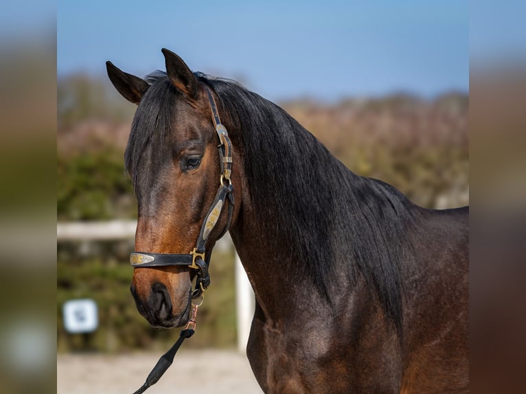 Andalusier Wallach 5 Jahre 154 cm Dunkelbrauner in Neustadt (Wied)