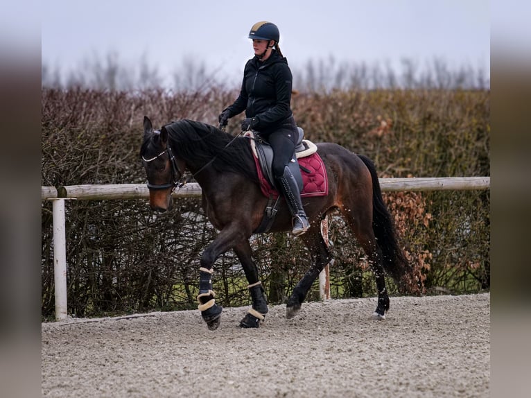 Andalusier Wallach 5 Jahre 154 cm Dunkelbrauner in Neustadt (Wied)