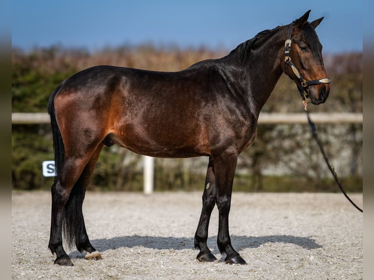 Andalusier Wallach 5 Jahre 154 cm Dunkelbrauner in Neustadt (Wied)