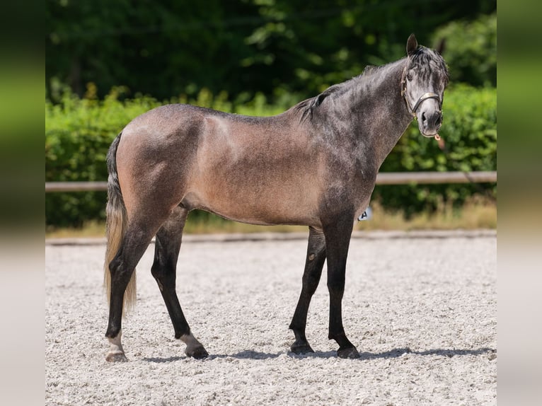 Andalusier Wallach 5 Jahre 155 cm Blauschimmel in Neustadt (Wied)