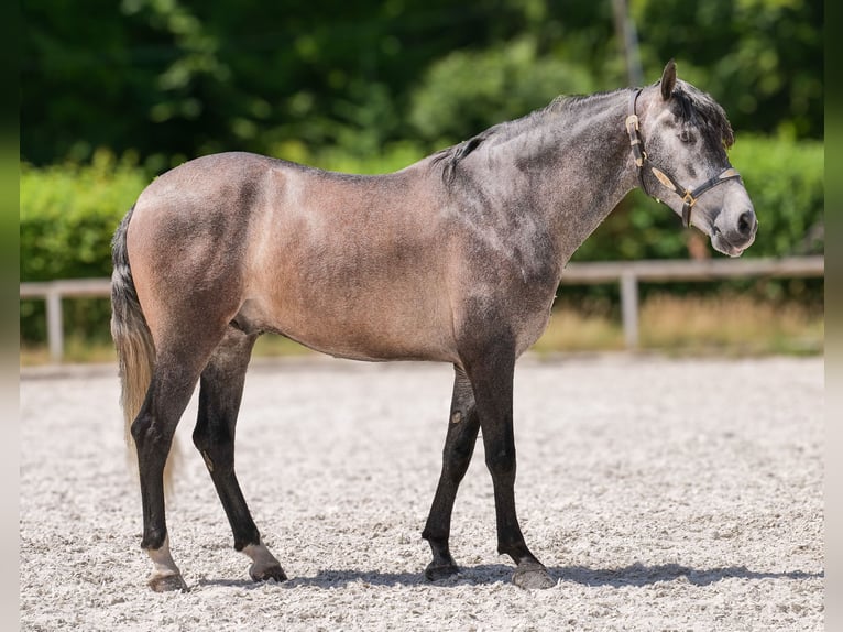 Andalusier Wallach 5 Jahre 155 cm Blauschimmel in Neustadt (Wied)