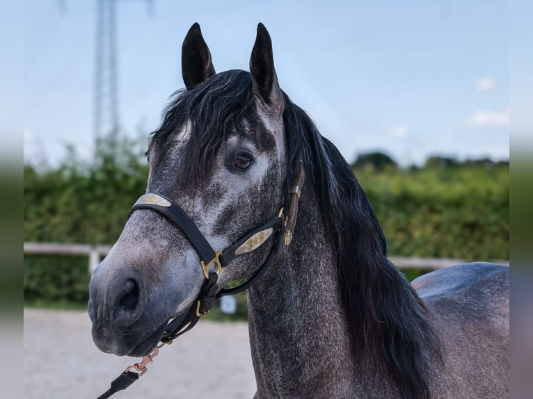 Andalusier Wallach 5 Jahre 155 cm Blauschimmel in Neustadt (Wied)
