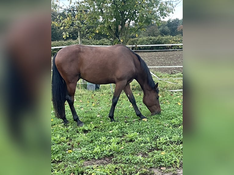 Andalusier Wallach 5 Jahre 155 cm Dunkelbrauner in Kefenrod