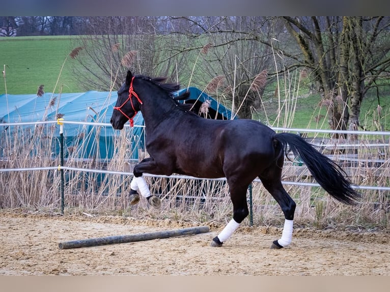 Andalusier Wallach 5 Jahre 155 cm Rappe in Wülfrath