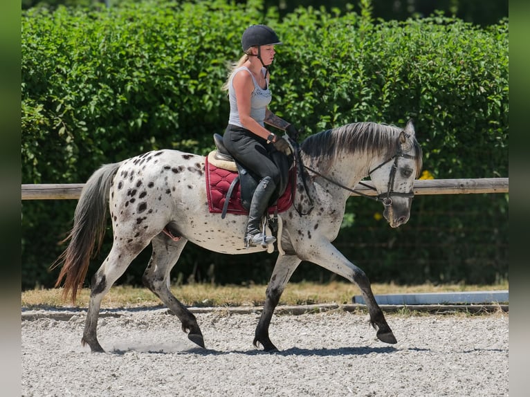 Andalusier Wallach 5 Jahre 155 cm Tigerschecke in Neustadt (Wied)