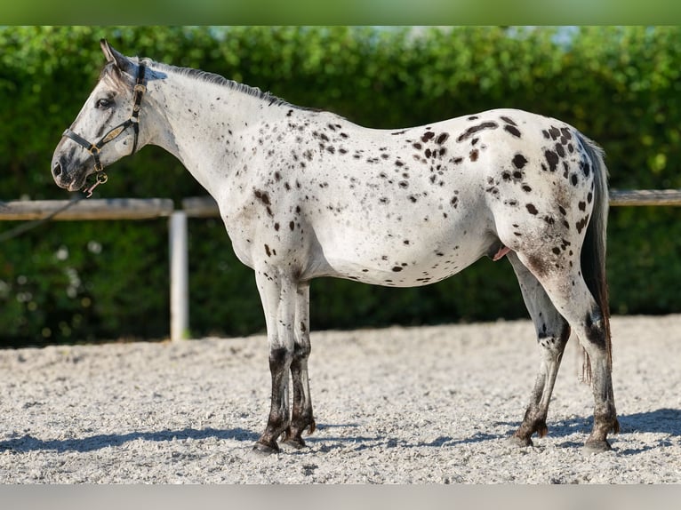 Andalusier Wallach 5 Jahre 155 cm Tigerschecke in Neustadt (Wied)
