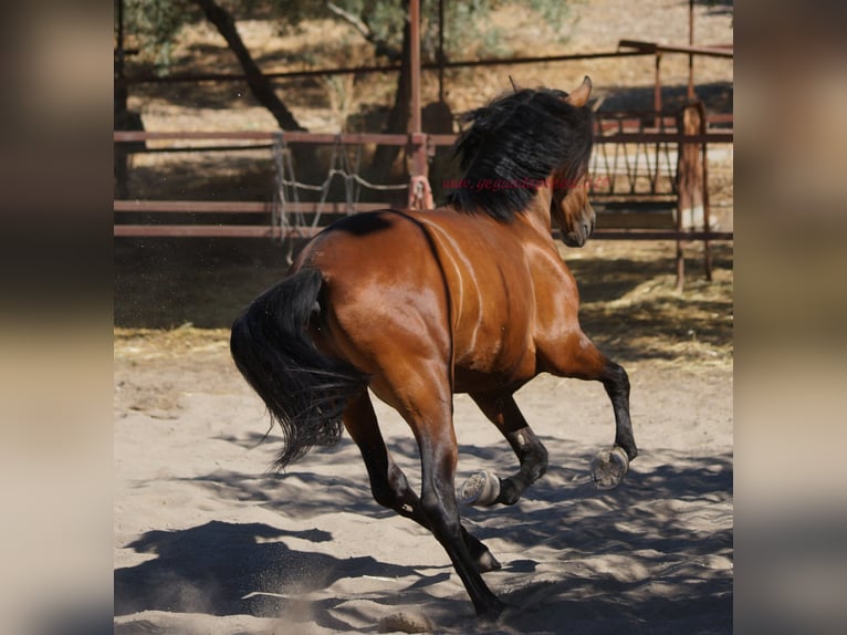 Andalusier Wallach 5 Jahre 156 cm Brauner in Pruna