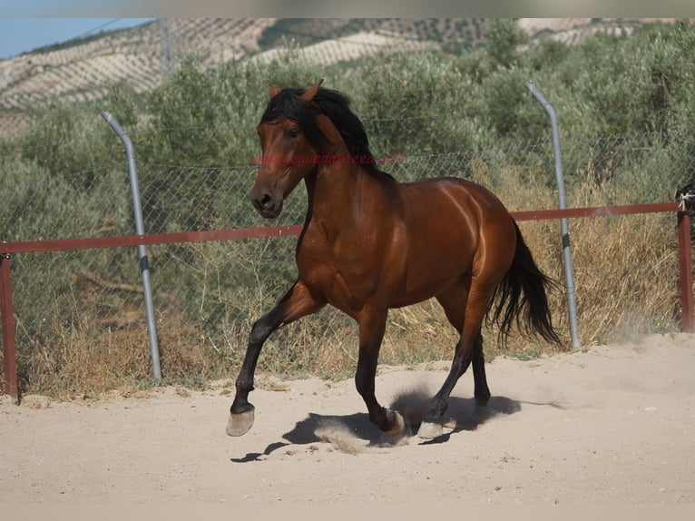 Andalusier Wallach 5 Jahre 156 cm Brauner in Pruna