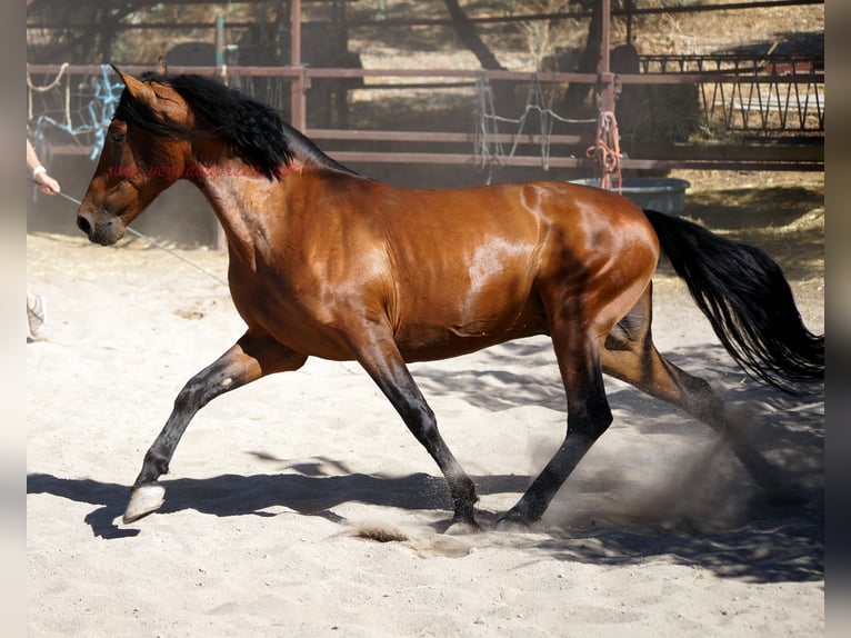 Andalusier Wallach 5 Jahre 156 cm Brauner in Pruna