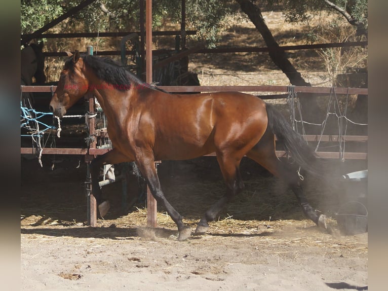Andalusier Wallach 5 Jahre 156 cm Brauner in Pruna