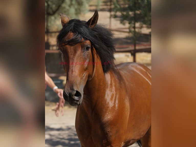 Andalusier Wallach 5 Jahre 156 cm Brauner in Pruna