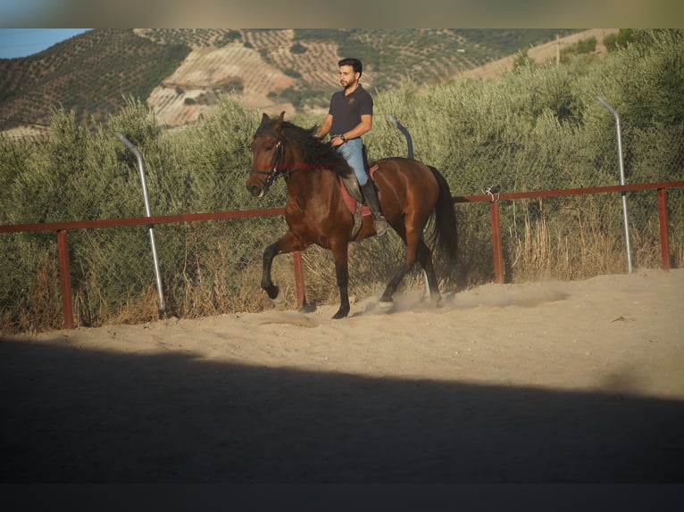 Andalusier Wallach 5 Jahre 156 cm Brauner in Pruna