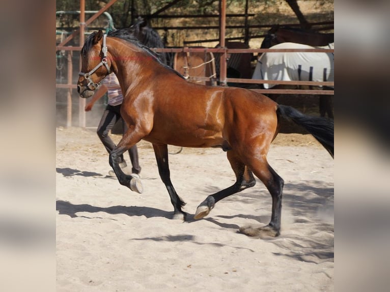 Andalusier Wallach 5 Jahre 156 cm Brauner in Pruna