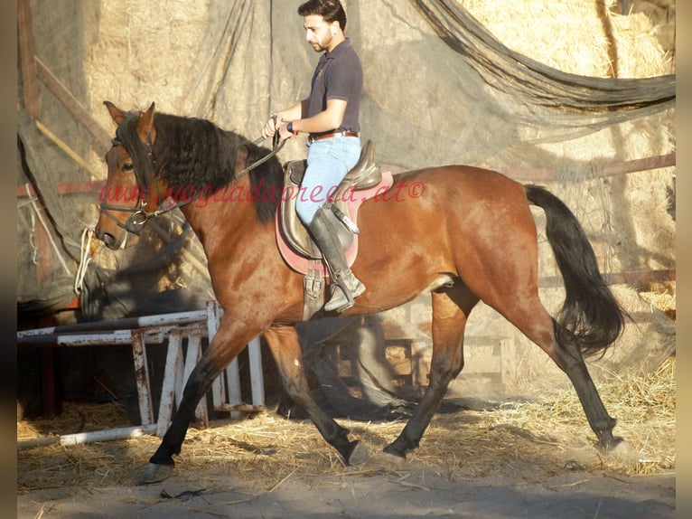 Andalusier Wallach 5 Jahre 156 cm Brauner in Pruna