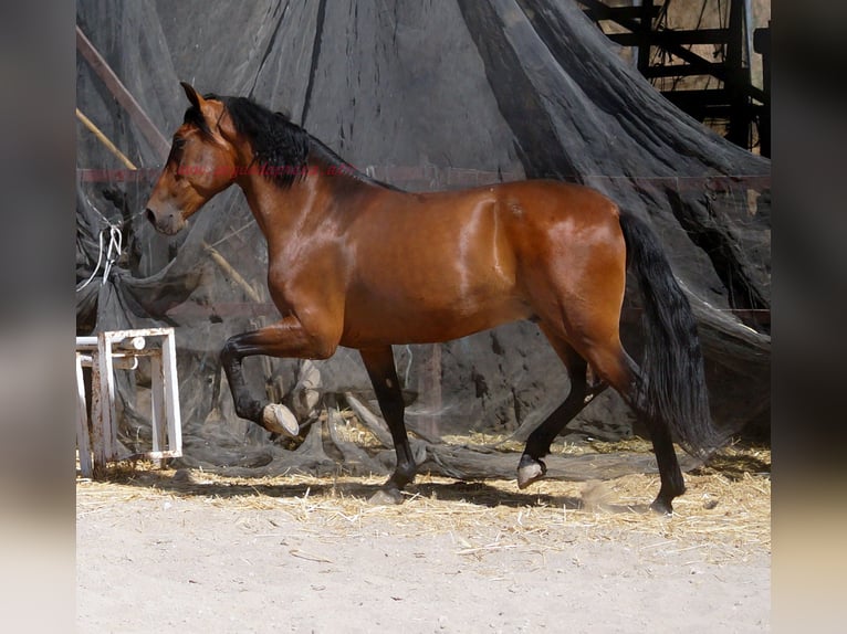 Andalusier Wallach 5 Jahre 156 cm Brauner in Pruna