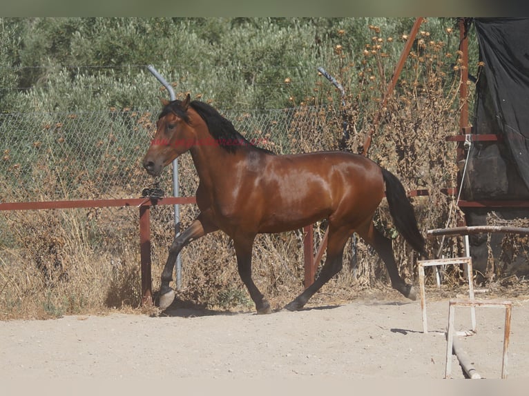 Andalusier Wallach 5 Jahre 156 cm Brauner in Pruna