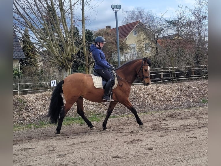 Andalusier Mix Wallach 5 Jahre 156 cm Brauner in Karlshuld