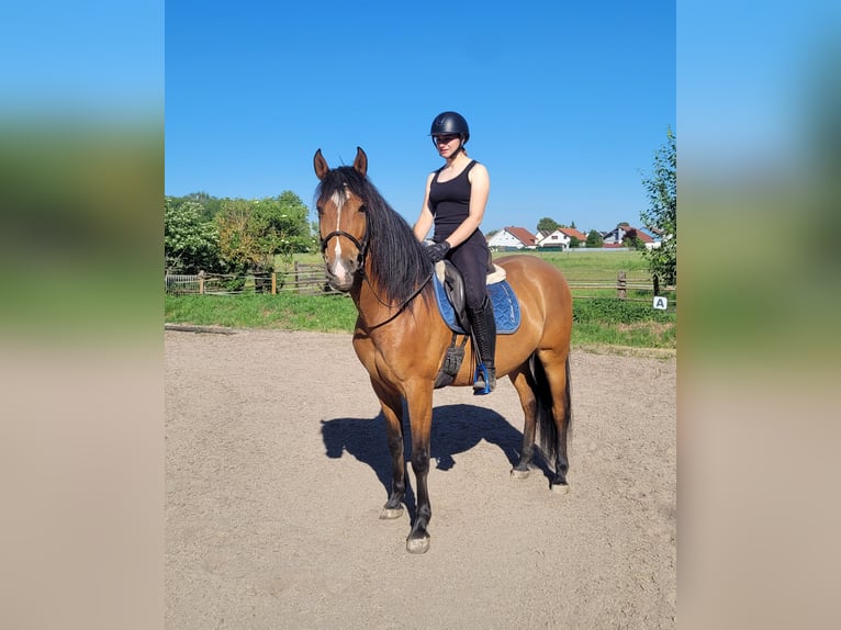 Andalusier Mix Wallach 5 Jahre 156 cm Brauner in Karlshuld