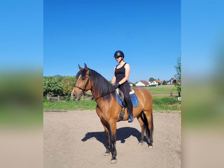 Andalusier Mix Wallach 5 Jahre 156 cm Brauner in Karlshuld