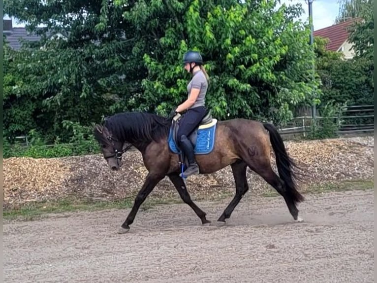 Andalusier Mix Wallach 5 Jahre 156 cm Buckskin in Karlshuld