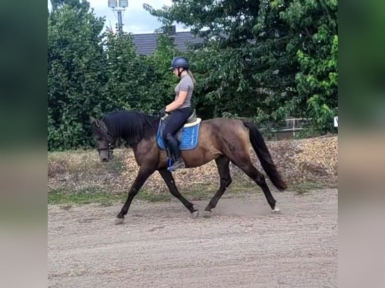 Andalusier Mix Wallach 5 Jahre 156 cm Buckskin in Karlshuld