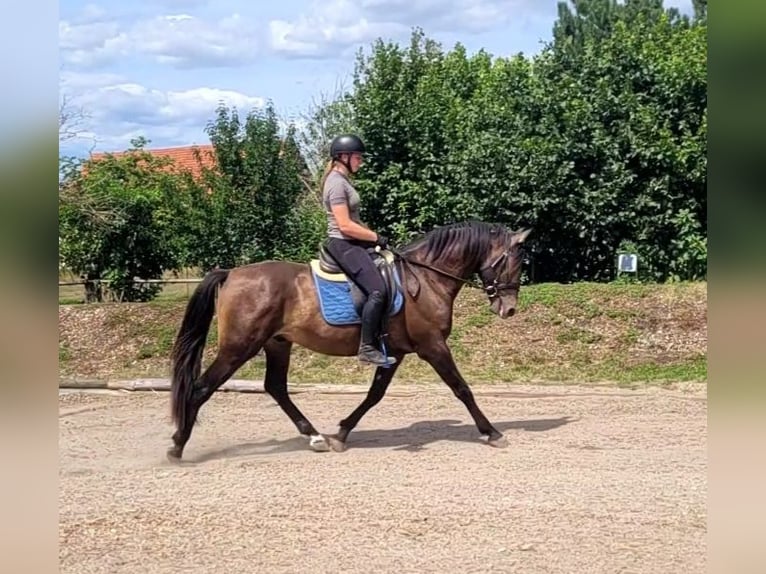 Andalusier Mix Wallach 5 Jahre 156 cm Buckskin in Karlshuld