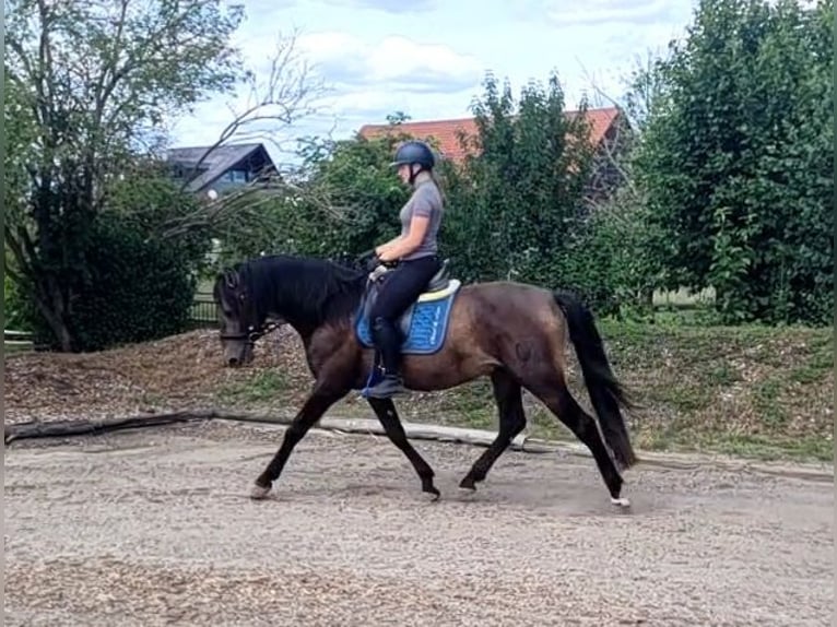 Andalusier Mix Wallach 5 Jahre 156 cm Buckskin in Karlshuld