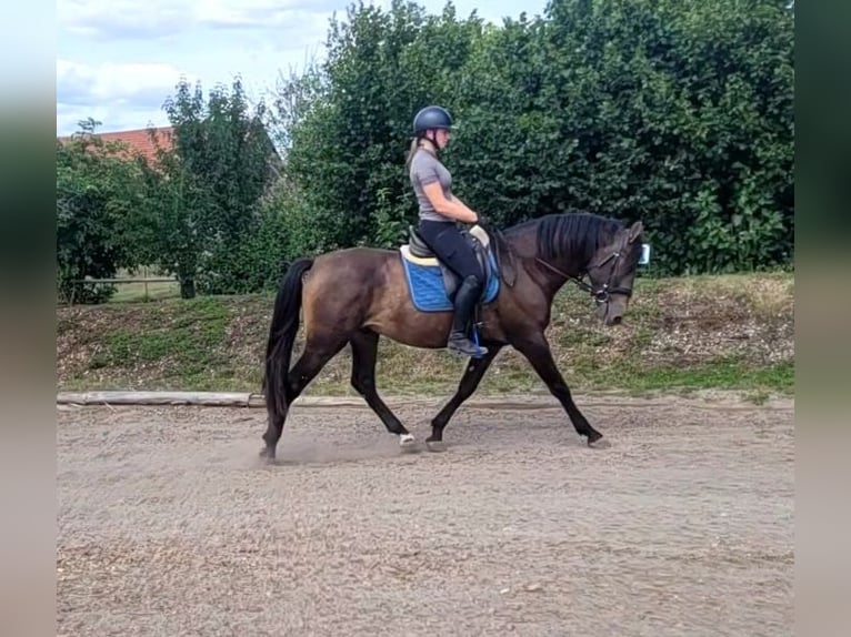 Andalusier Mix Wallach 5 Jahre 156 cm Buckskin in Karlshuld
